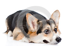 Sad Pembroke Welsh Corgi dog . isolated on white background