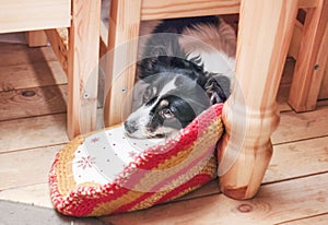 Sad pet dog under table