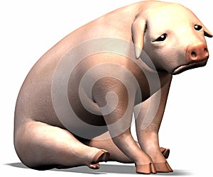 Sad Pig photo