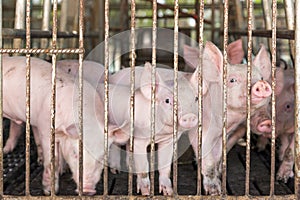 Sad pig in cage at farm in agriculture