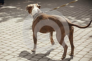 Sad pitbull portrait in sunny street, homeless dog