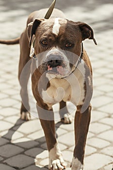 Sad pitbull portrait in sunny street, homeless dog