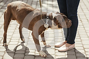 Sad pitbull portrait in sunny street, homeless dog