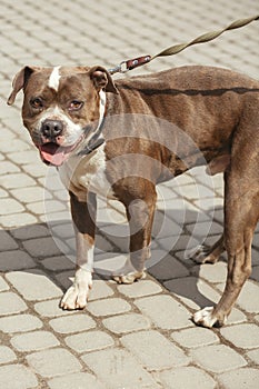Sad pitbull portrait in sunny street, homeless dog
