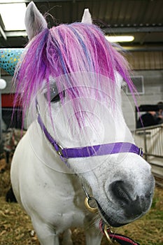 Sad pony with pink forelock stands in a pen photo