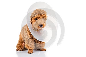 Sad poodle dog wearing protective cone collar on her neck