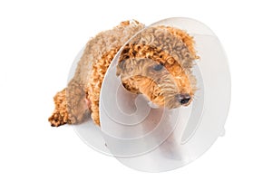 Sad poodle dog wearing protective cone collar on her neck