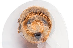 Sad poodle dog wearing protective cone collar on her neck