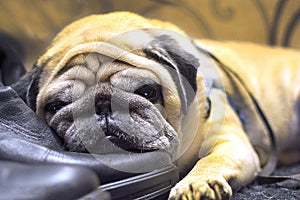 A sad pug is bored. The dog laid her head on her master`s shoes. concept: loyalty and loyalty of dogs