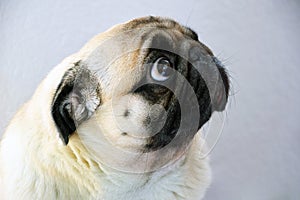 A sad pug dog with big sad eyes and a questioning gaze photo