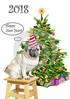 A sad pug dog in a funny striped cap on a stool near the New Year tree with gifts congratulates everyone on a happy new year!