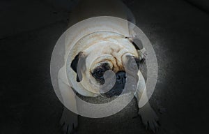 Sad PUG dog portrait