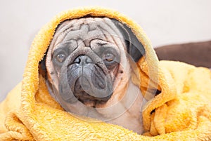 Sad pug dog wrapped in a terry yellow blanket.