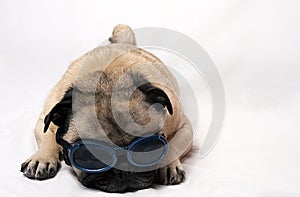 Sad Pug with Goggles