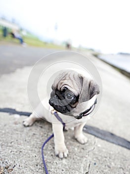 Sad pug puppy