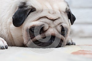 Sad pug. Sad sight