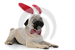 Sad pug wearing bunny ears and a red bow