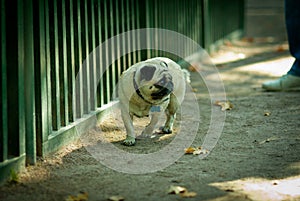 Sad pug in zoo