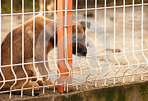 Sad puppie behind fence