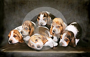 Sad puppies of Basset Hound breed