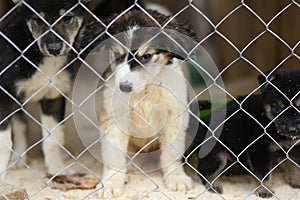 Sad puppies in a cage in a shelter, they need help.