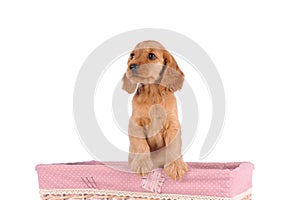sad puppy dog in a basket isolated on a white background