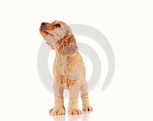 sad puppy dog isolated on the light background