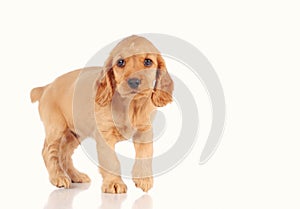 sad puppy dog isolated on the light background