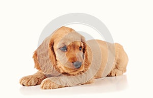 sad puppy dog isolated on the light background