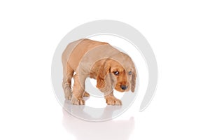 sad puppy dog isolated on a white background