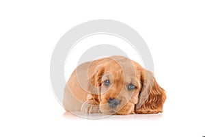 sad puppy dog isolated on a white background