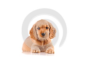 sad puppy dog isolated on a white background