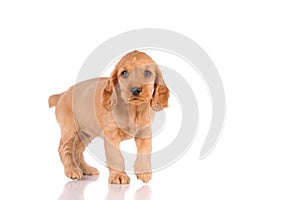 sad puppy dog isolated on a white background