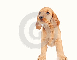 sad puppy dog isolated on the white background