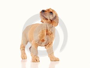 sad puppy dog isolated on the white background