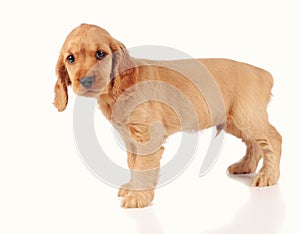 sad puppy dog isolated on the the white background