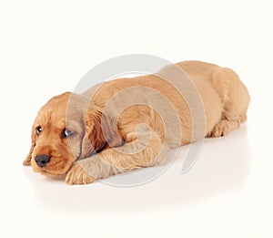 sad puppy dog isolated on the white background