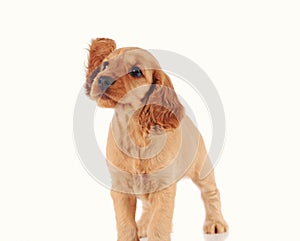 sad puppy dog isolated on the white background