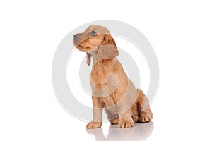 sad puppy dog On a white background