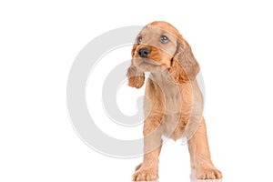 sad puppy dog on a white background