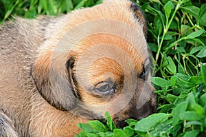A sad puppy lies in the green grass. Lonely puppy close-up. Loneliness.
