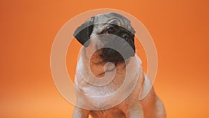 Sad puppy of a pug, on an orange background