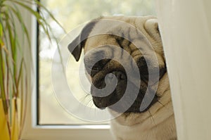 Sad puppy pug at the window