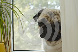 Sad puppy pug at the window