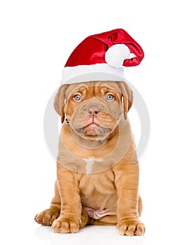 Sad puppy in red christmas hat. Isolated on white background