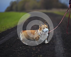 Sad puppy red Corgi dog on a walk in the street in a medical mask for safety from the flu epidemic