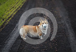 Sad puppy red dog Corgi for a walk outside in the Park in a medical mask for safety from the flu epidemic