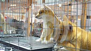 Sad puppy shiba inu several dogs in separate cages sits and lies sleeping dozing in locked cage