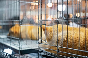 Sad puppy shiba inu several dogs in separate cages sleeping dozing in locked cage
