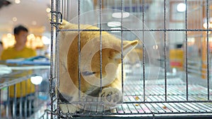 Sad puppy shiba inu sleeping dozing in locked cage